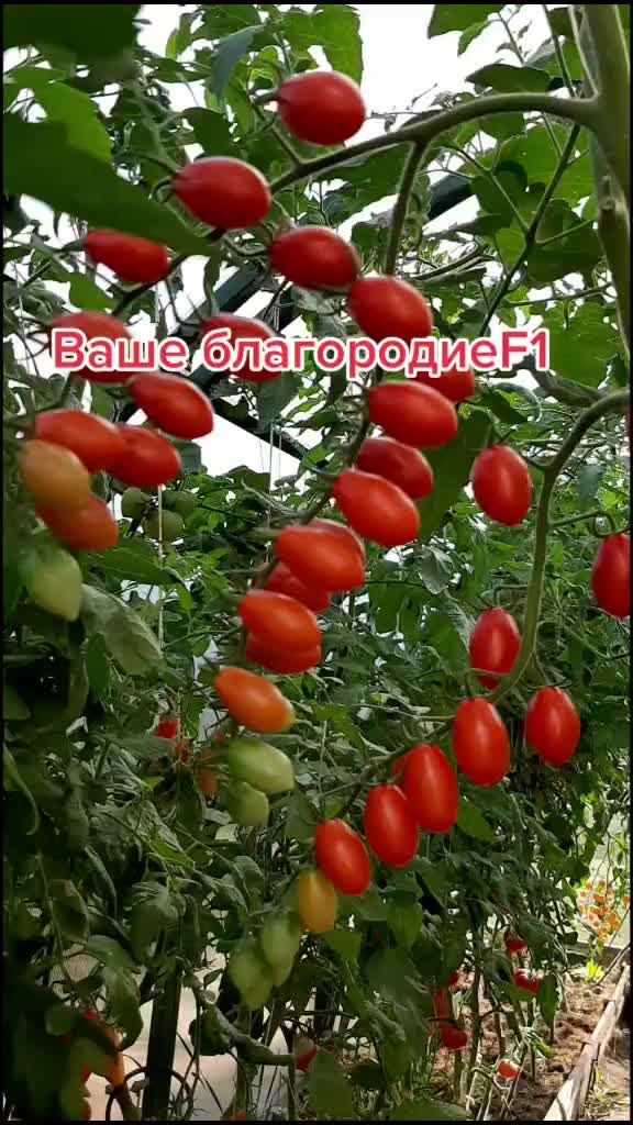 @Дача мечты