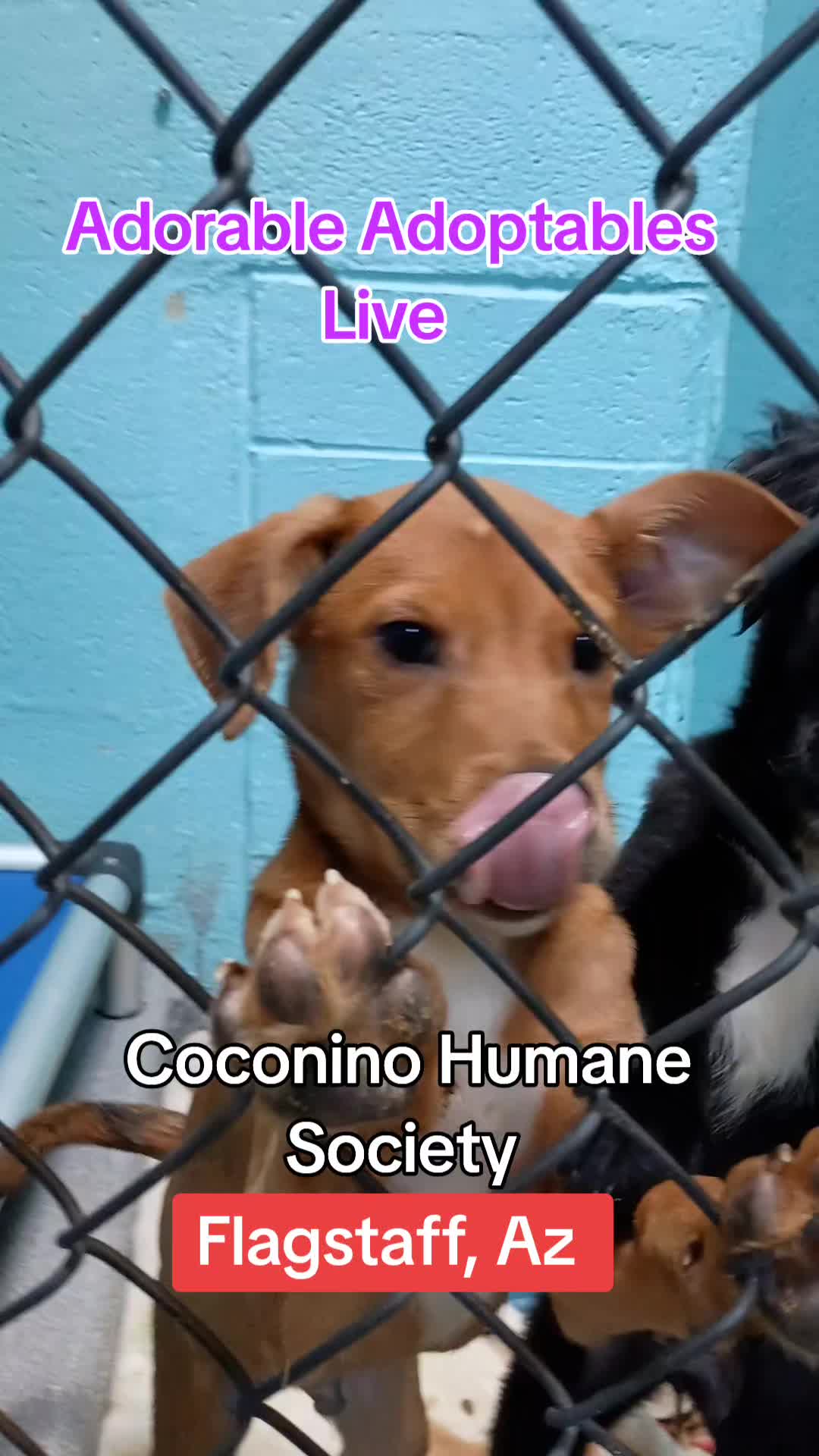 @The Pupsicle Stand