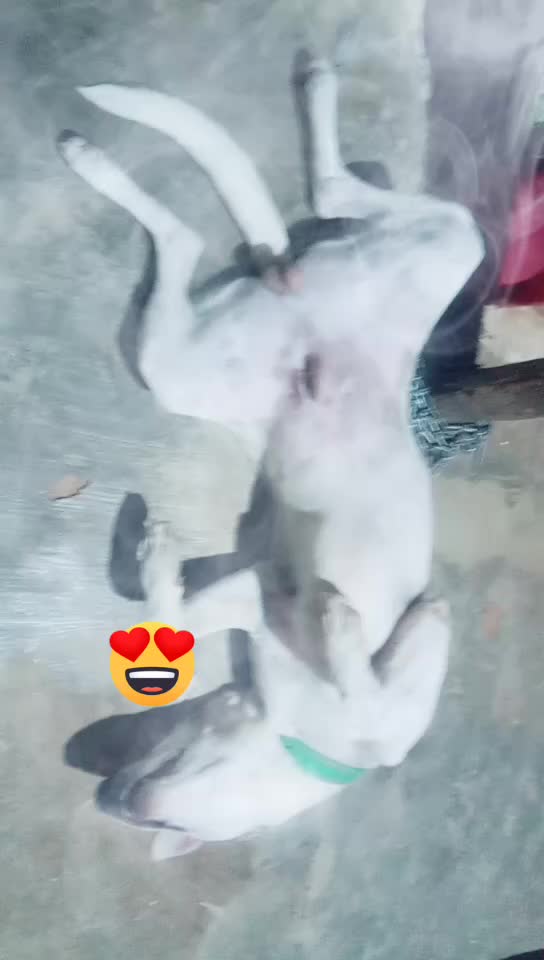 @veera