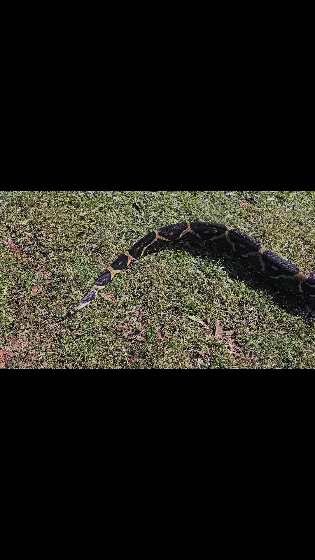 @mudcowpythons