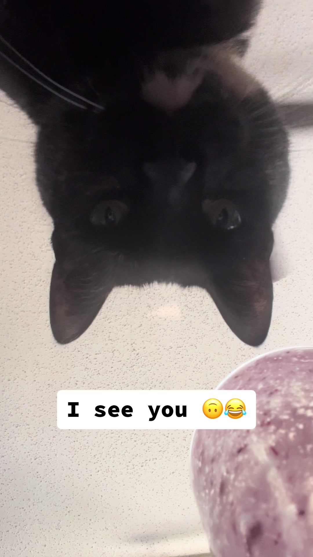 @Purrito, Taylor, and 13