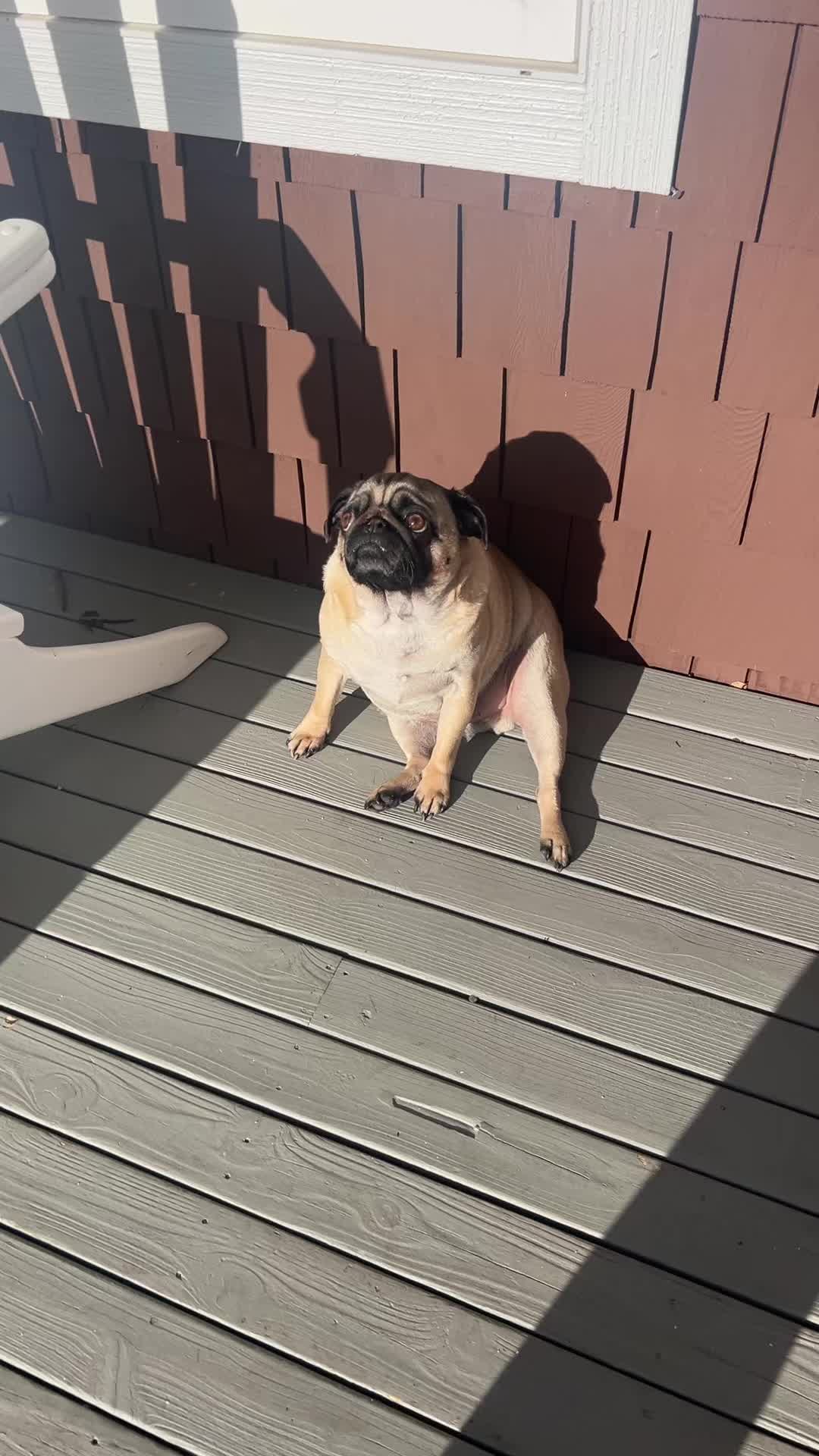 @The real Dave the pug🐶