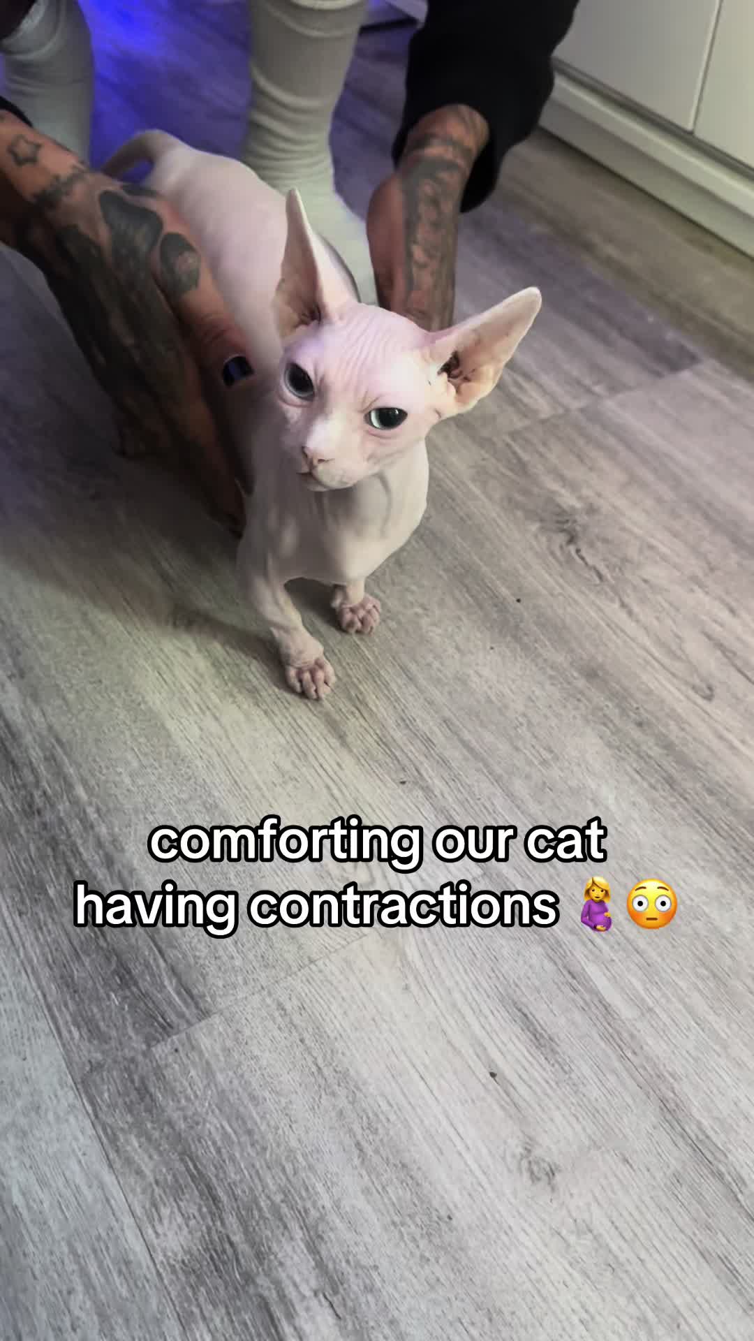 @famoussphynx