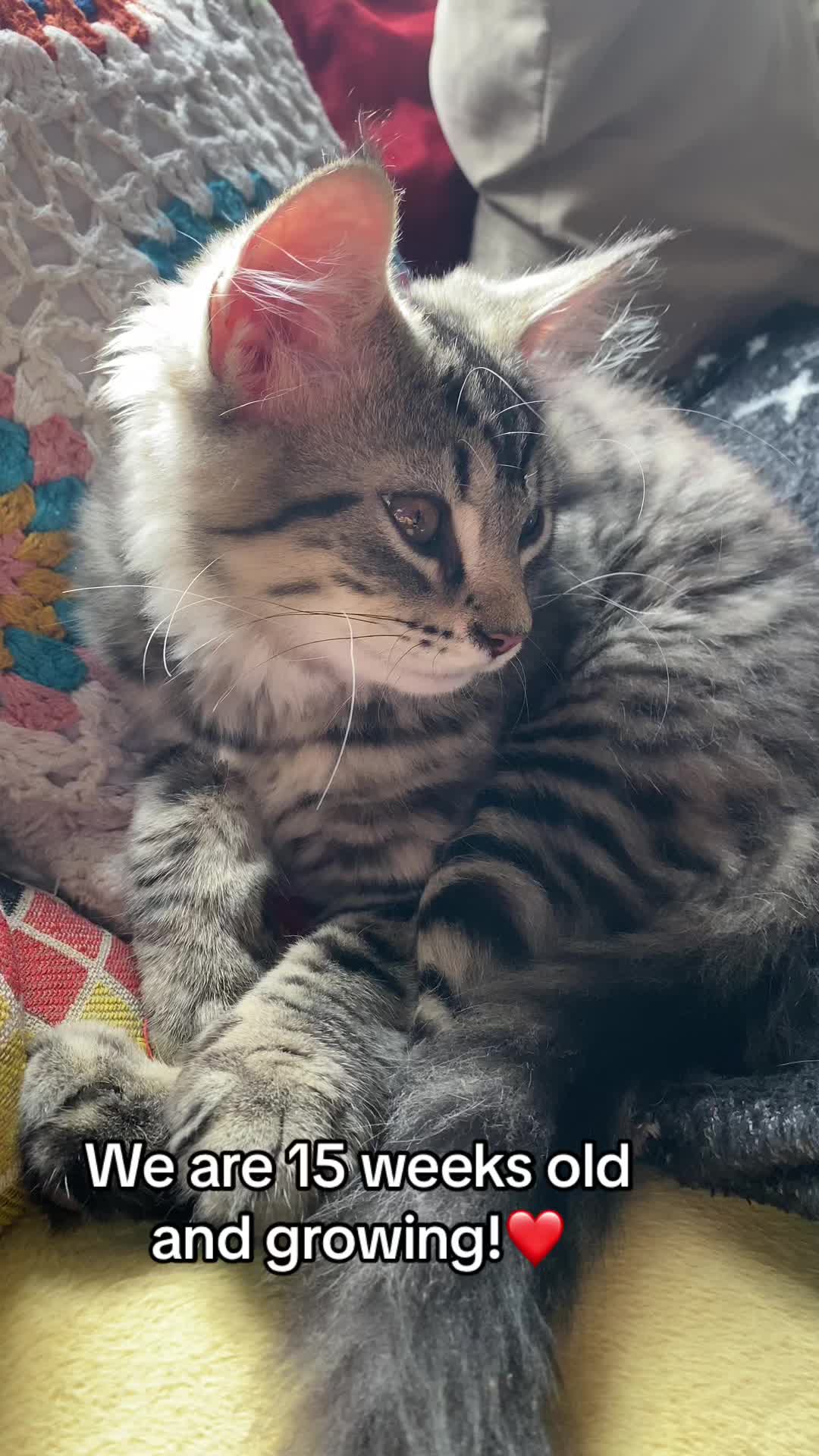 @Lennon & Ringo the kittens