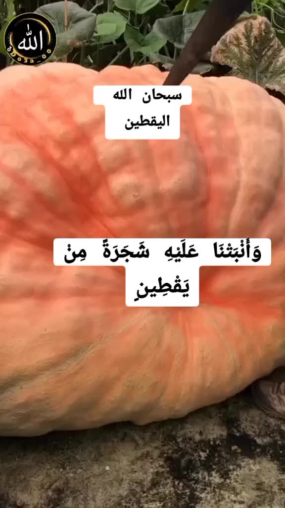 @السعدي