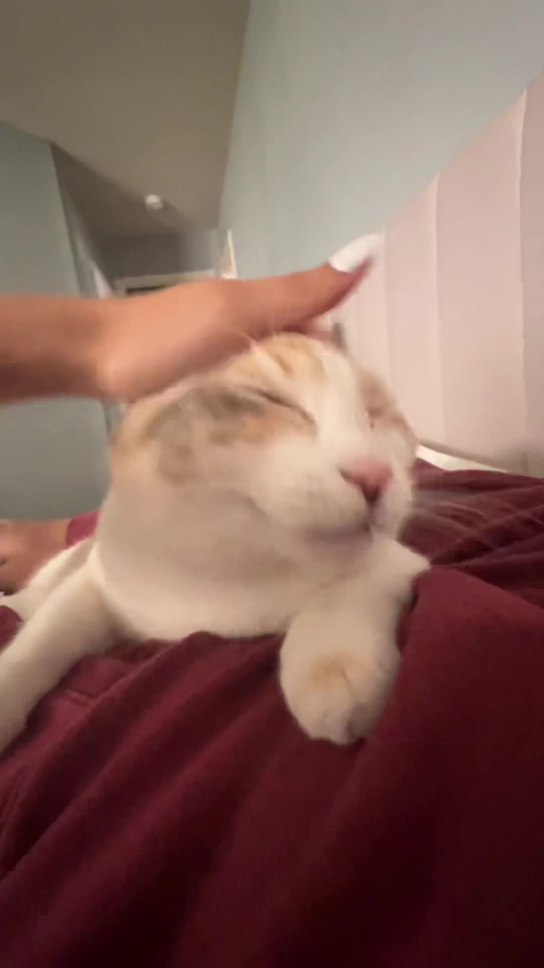 @Panko Cat