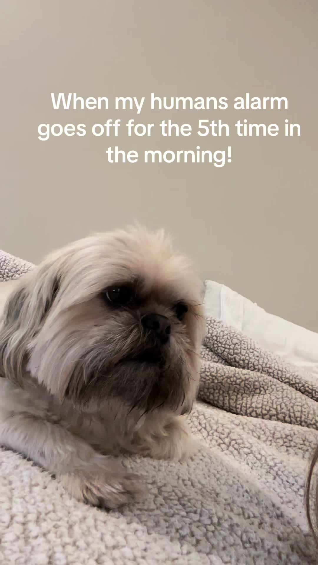 @Dudley&Ollie🐾
