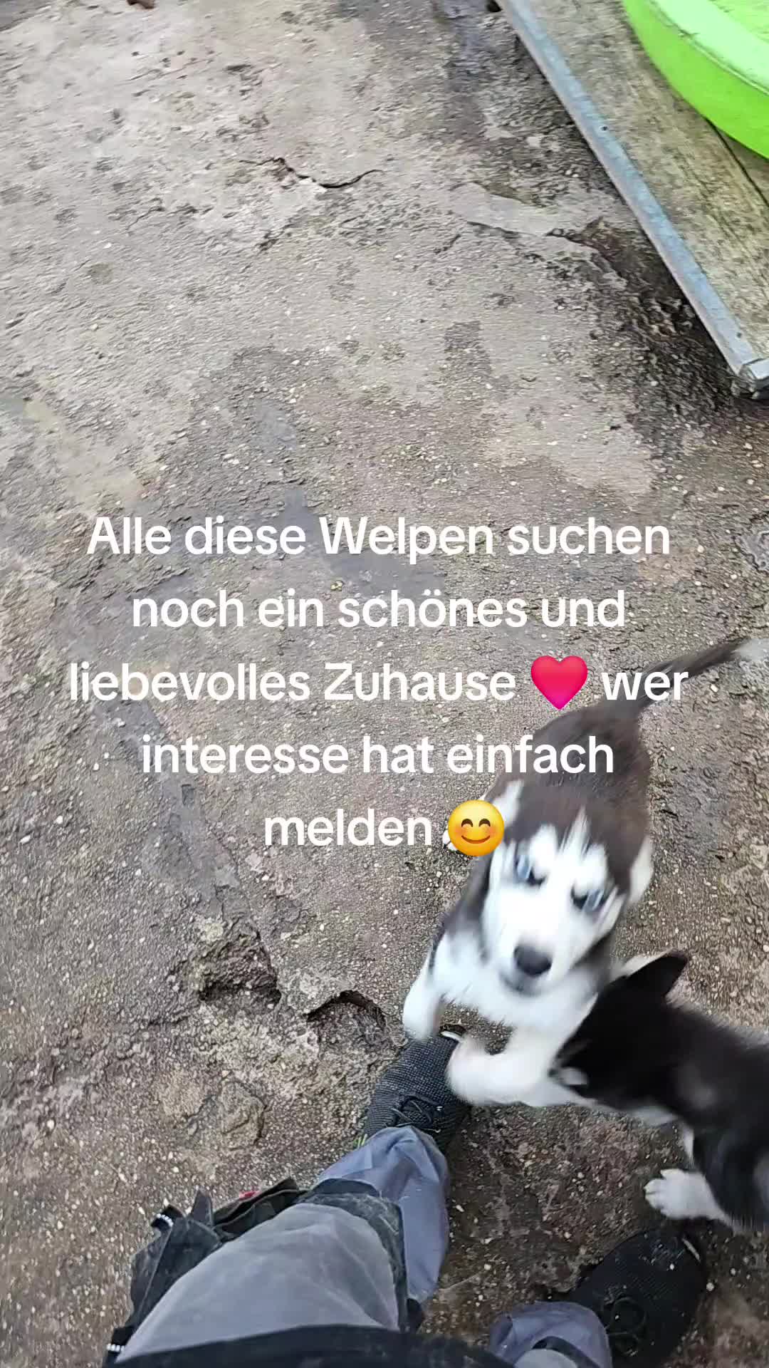 @Husky Ranche Surwold