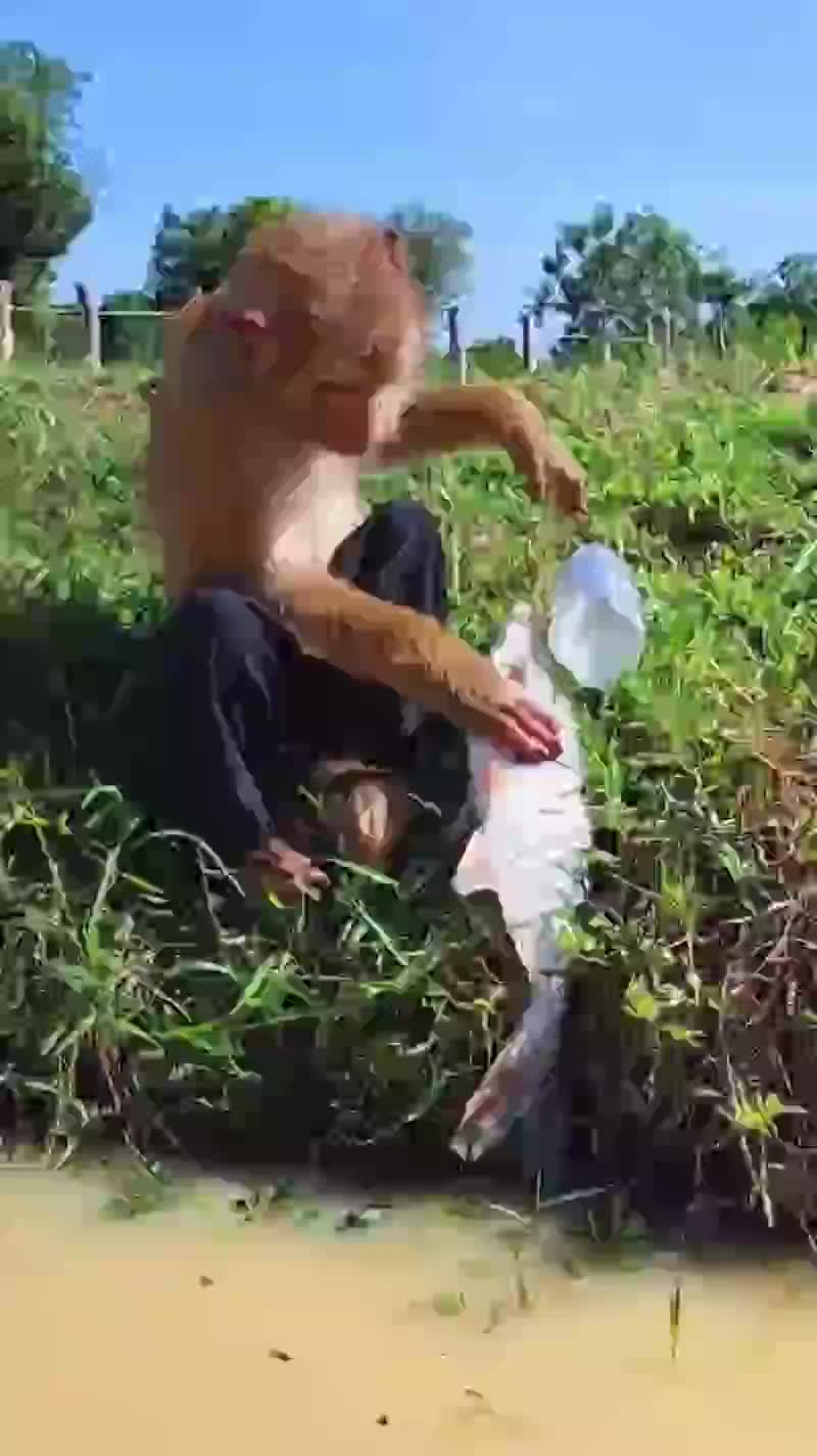 @Animal TV