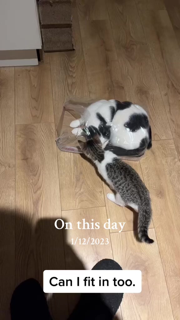@Tootie The Cat