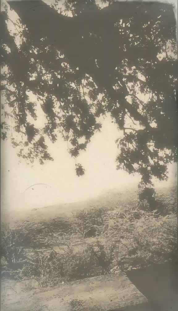 @பச்சை கிளி