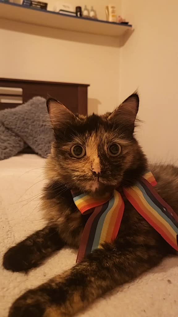 @Trini Cat