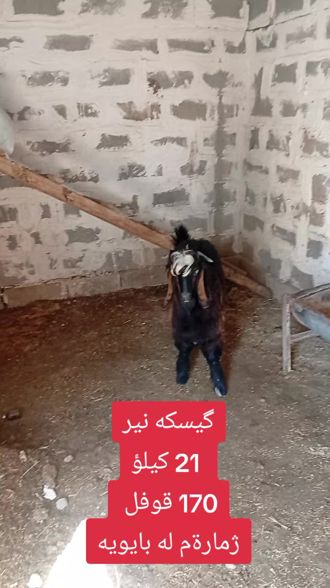 @احمد الكوردي