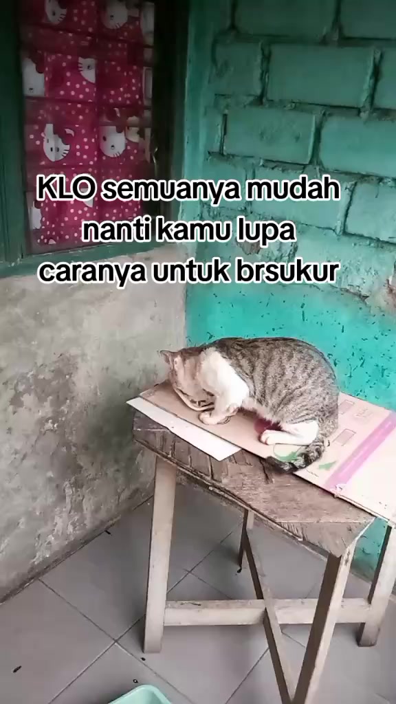 @ibundanya kucing