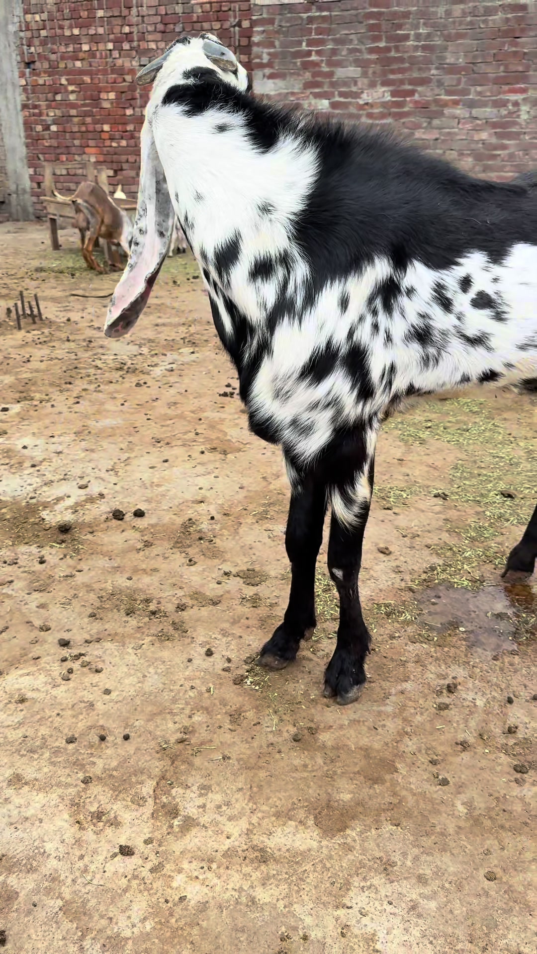 @Shiraz livestock