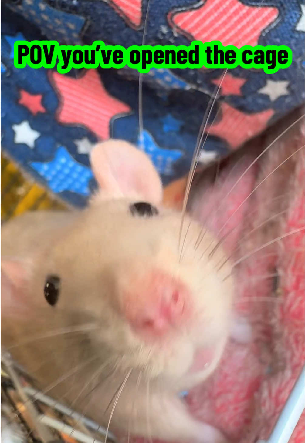 @lookatmyrodents