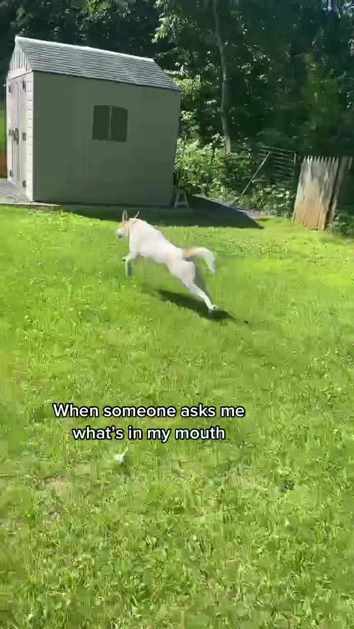 @Finn