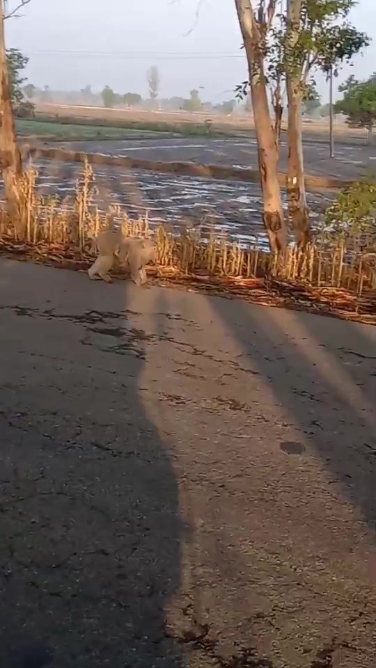 @Tera Bamn {kaushik)