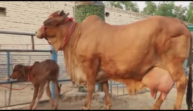 @😎H.k Rabari😎