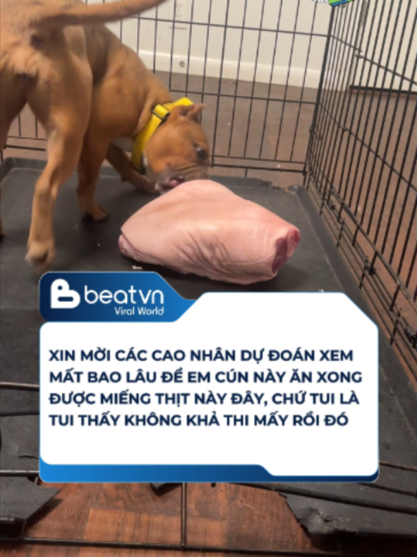 @Beatvn Viral World