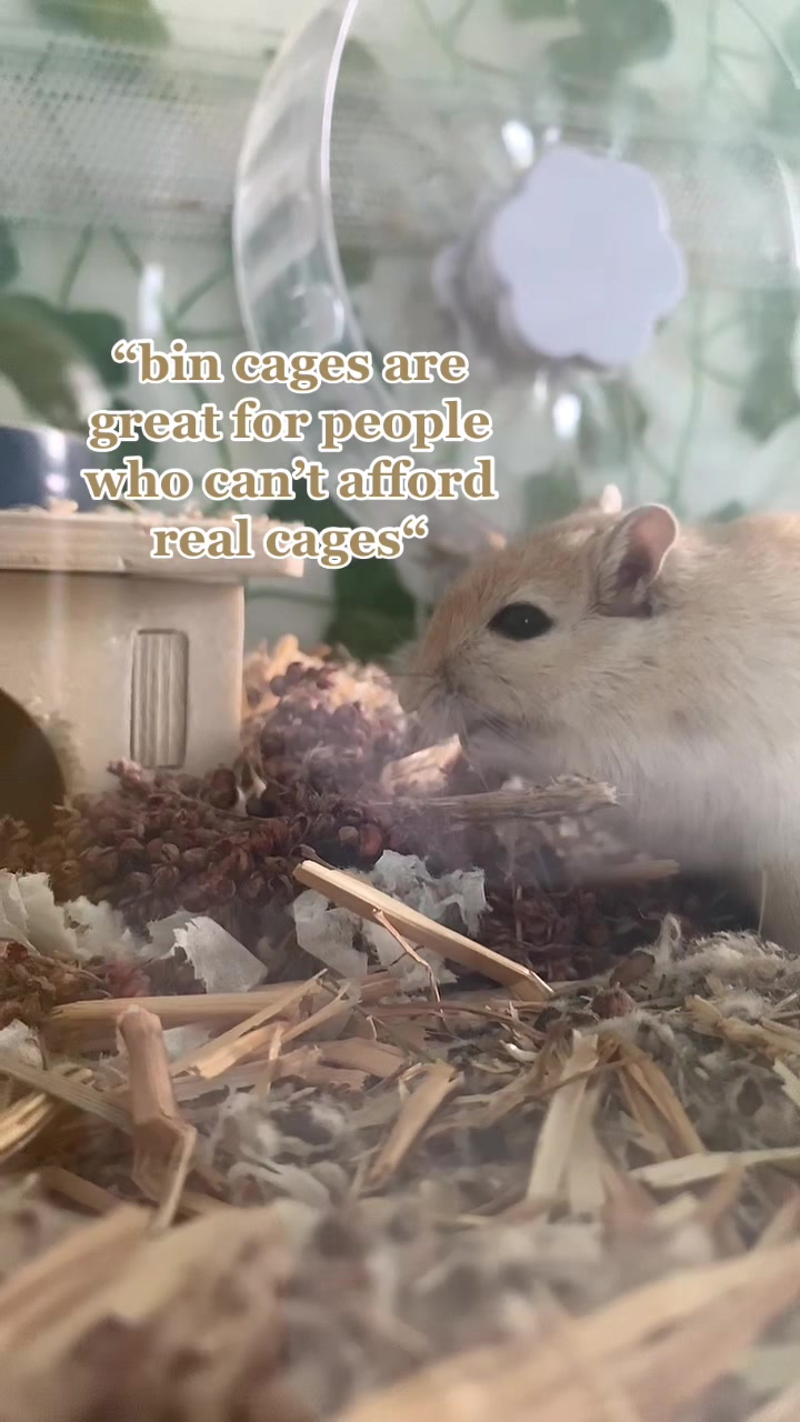 @gerbils