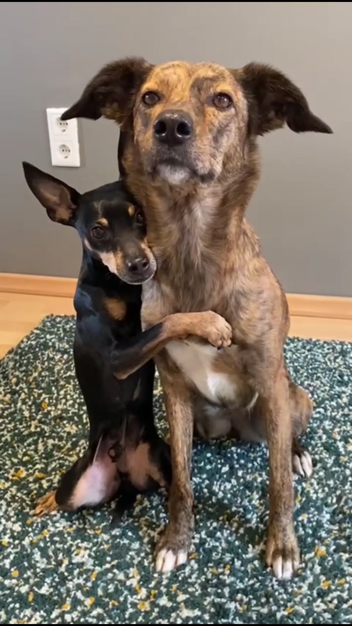 @mother of dogs