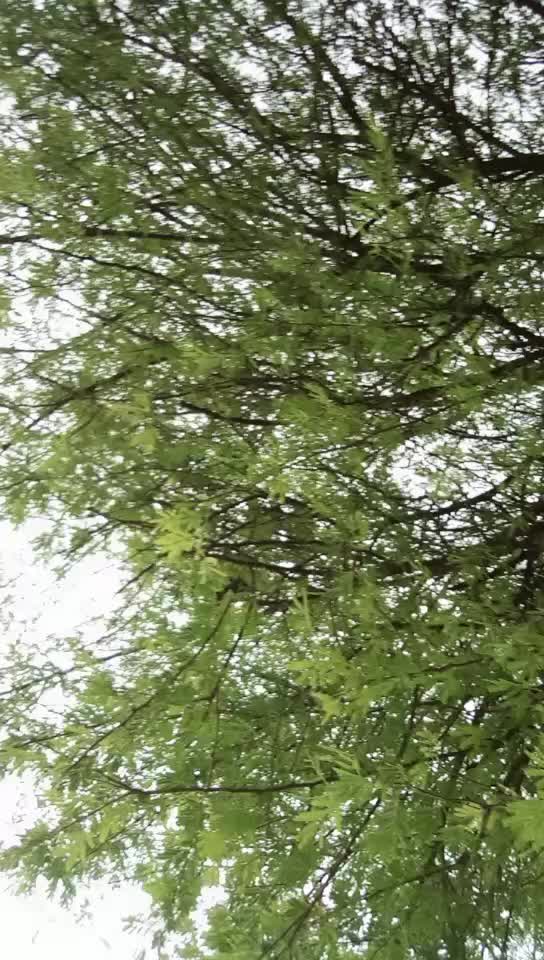 @नंदू पाटील झाडेगांव