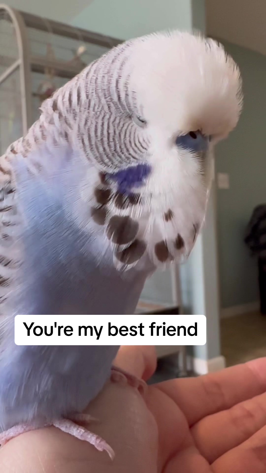 @Rupeedoo