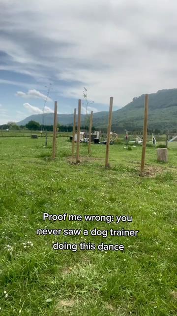 @krisyourdogtrainer