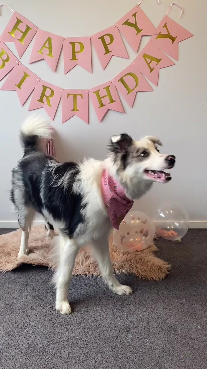 @life.with.collies