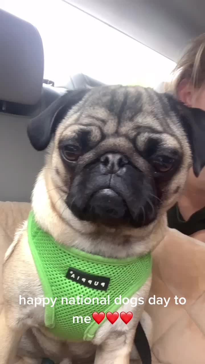 @The real Dave the pug🐶