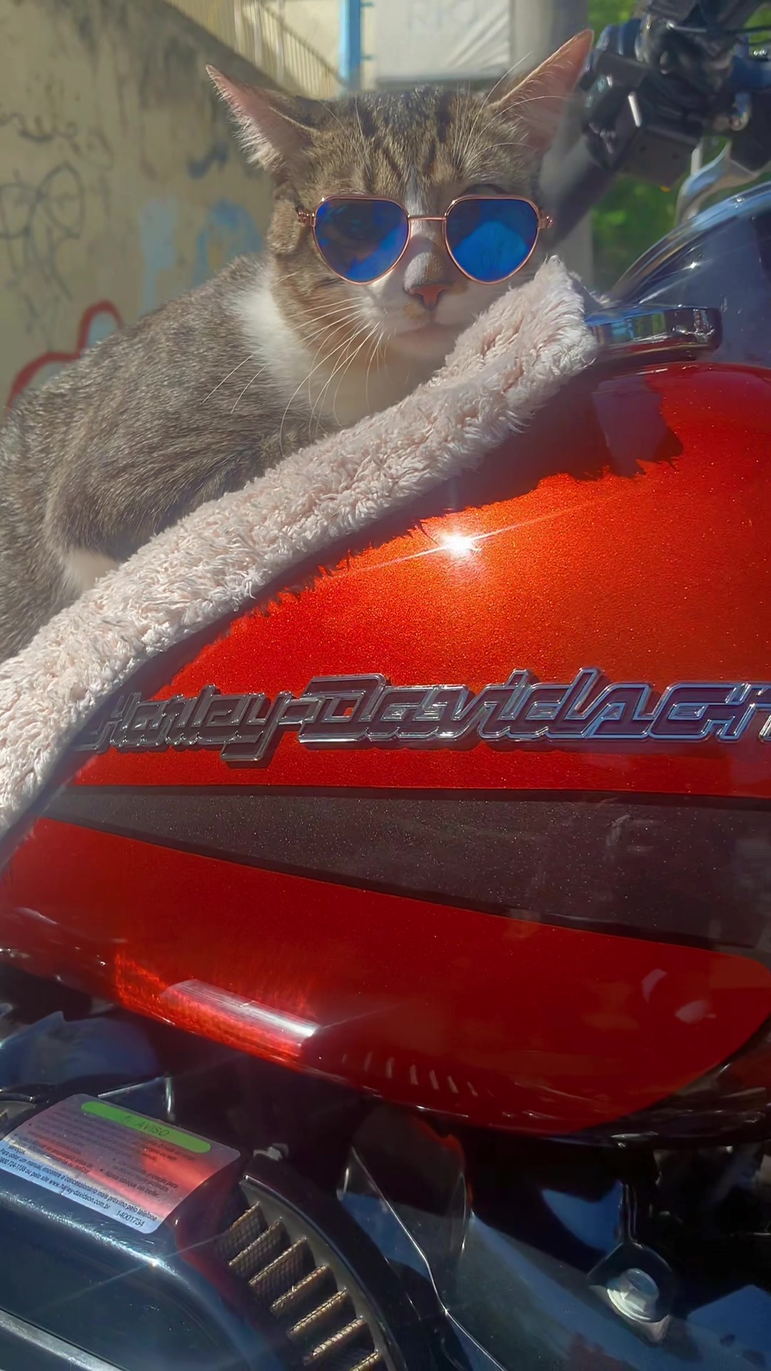 @Gato Harley