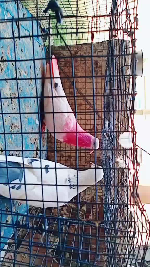 @Kirat Dhilwan