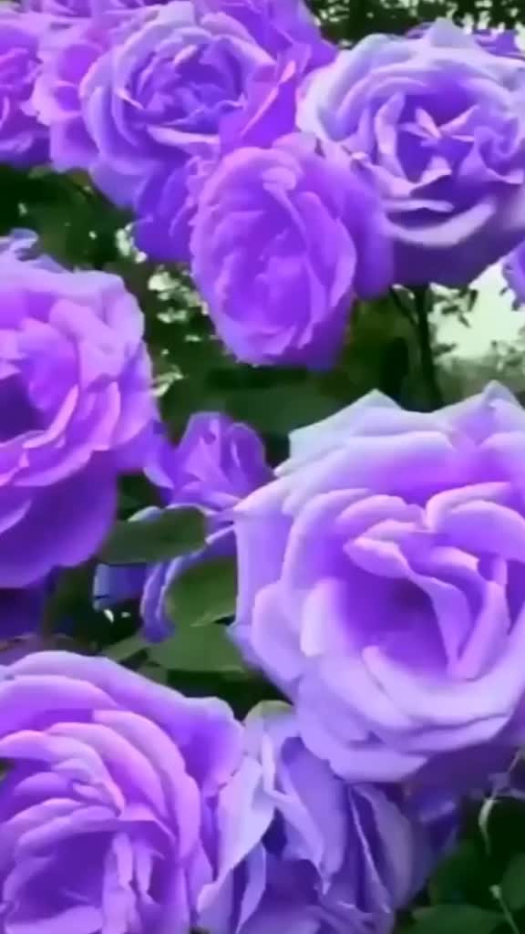 @chhotu sinha