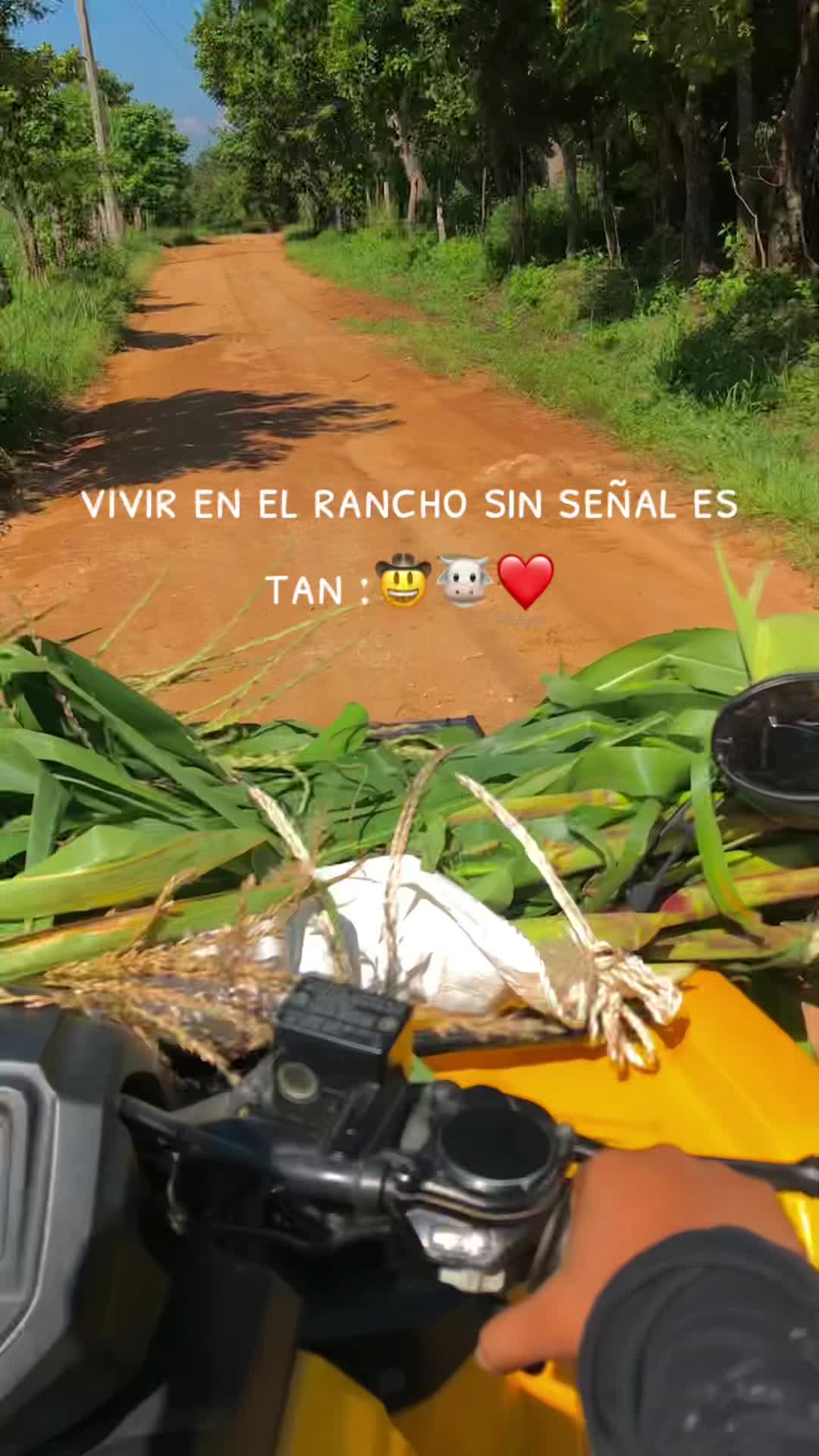 @amellaly