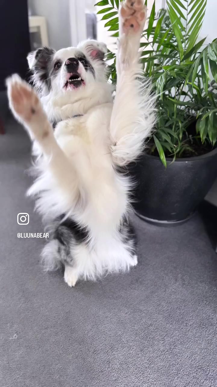 @life.with.collies