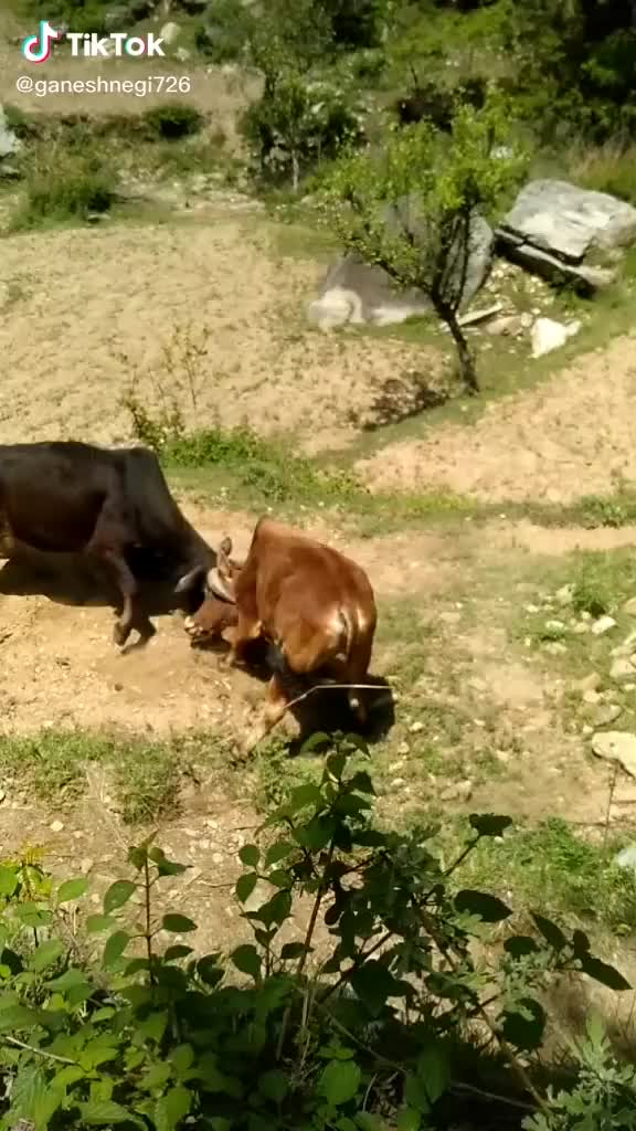 @Manish Joshi पहाड़ी