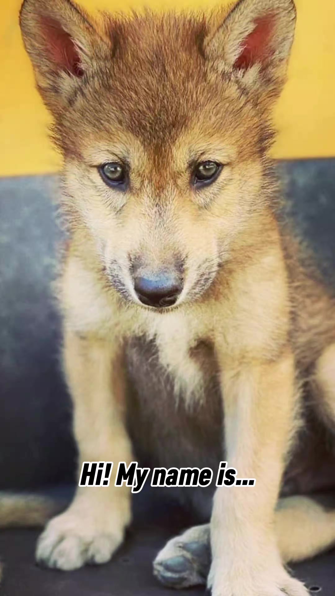 @🐺 Skoll Hunter 🐺 (70k)