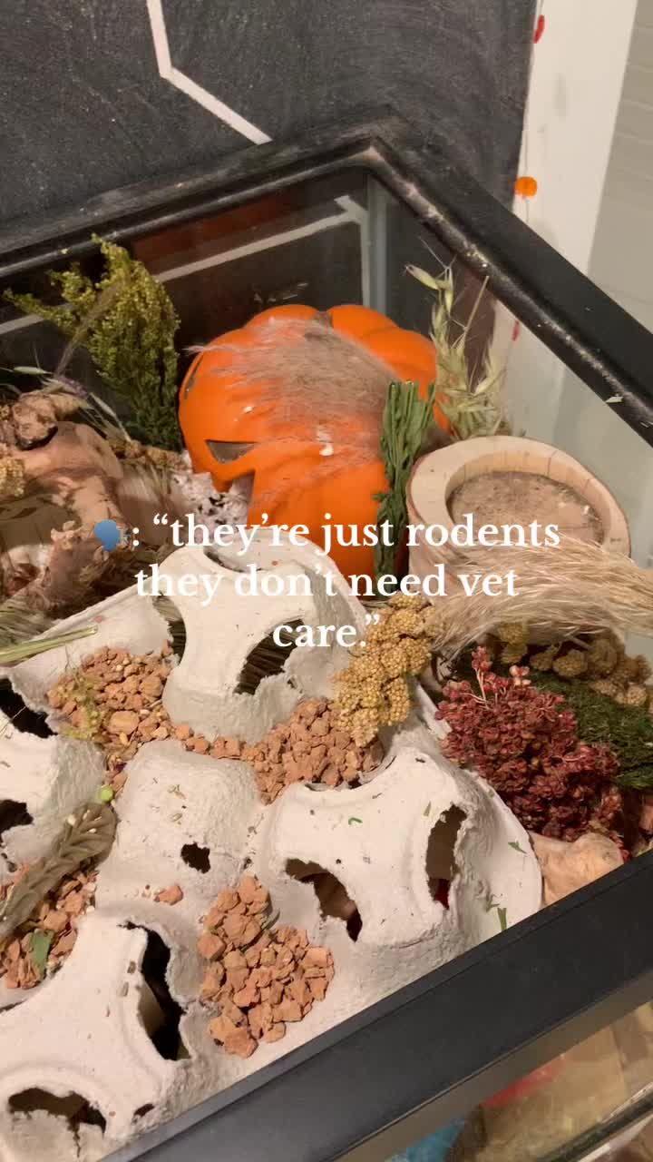 @bear.themouse ๐ฑ