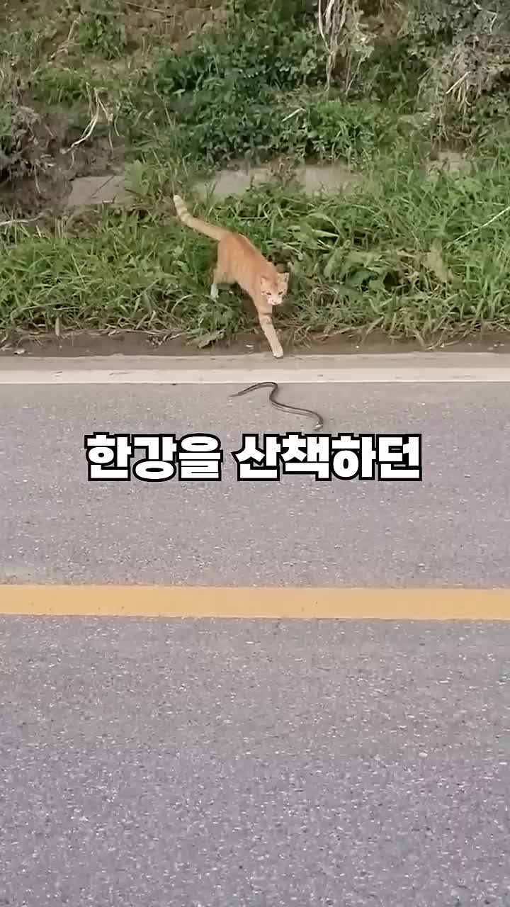 @잼나는 영상