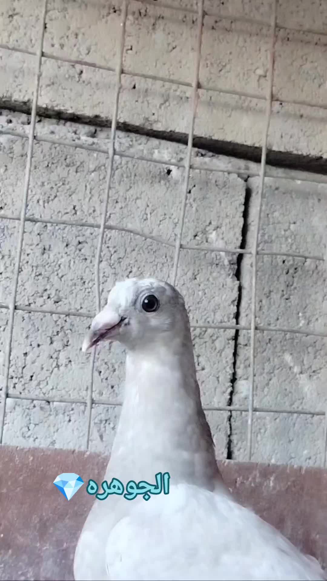 @ملك الزاجل