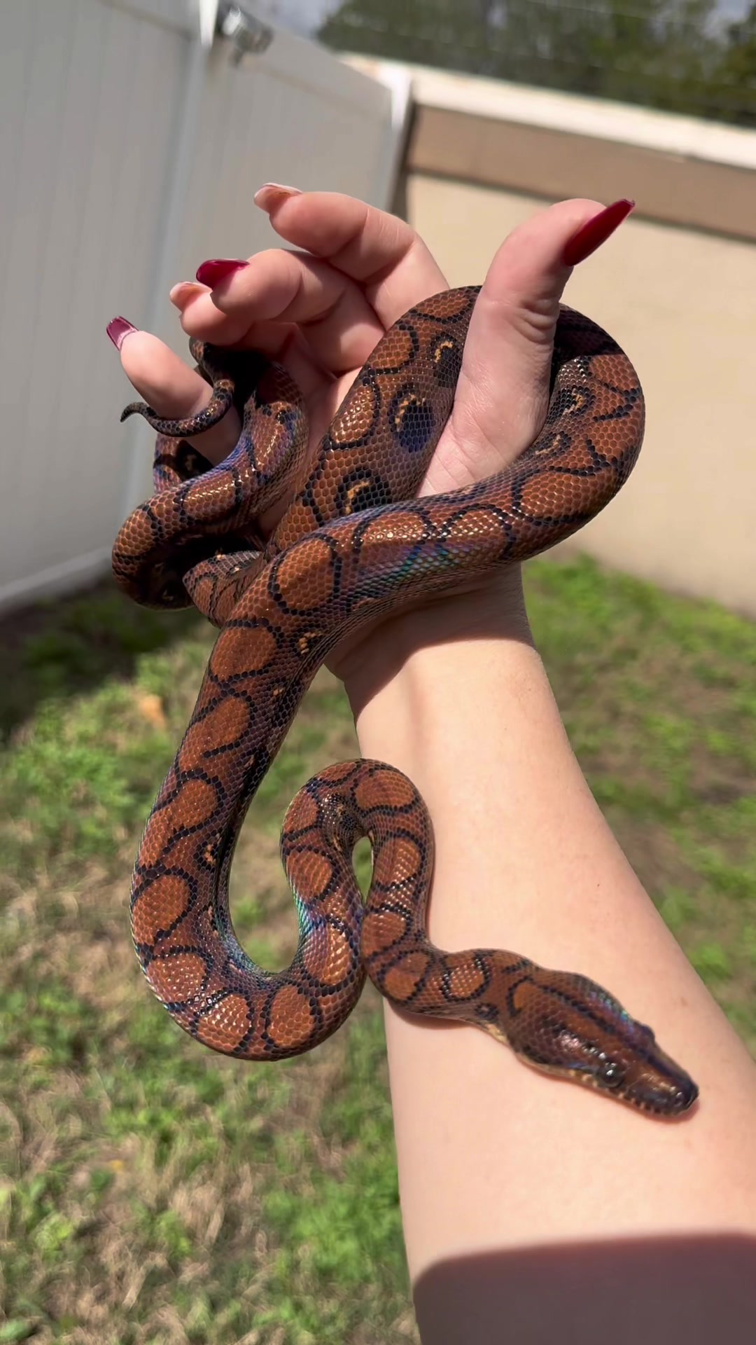 @carpe.diem.serpents