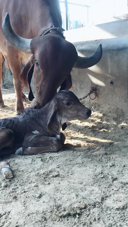 @Mehul Bharwad Satiya
