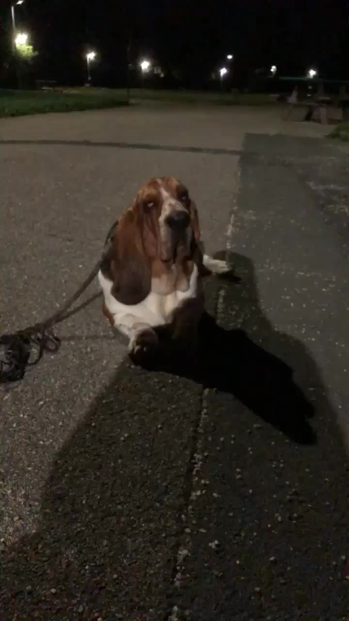 @Olaf le basset hound 🐾