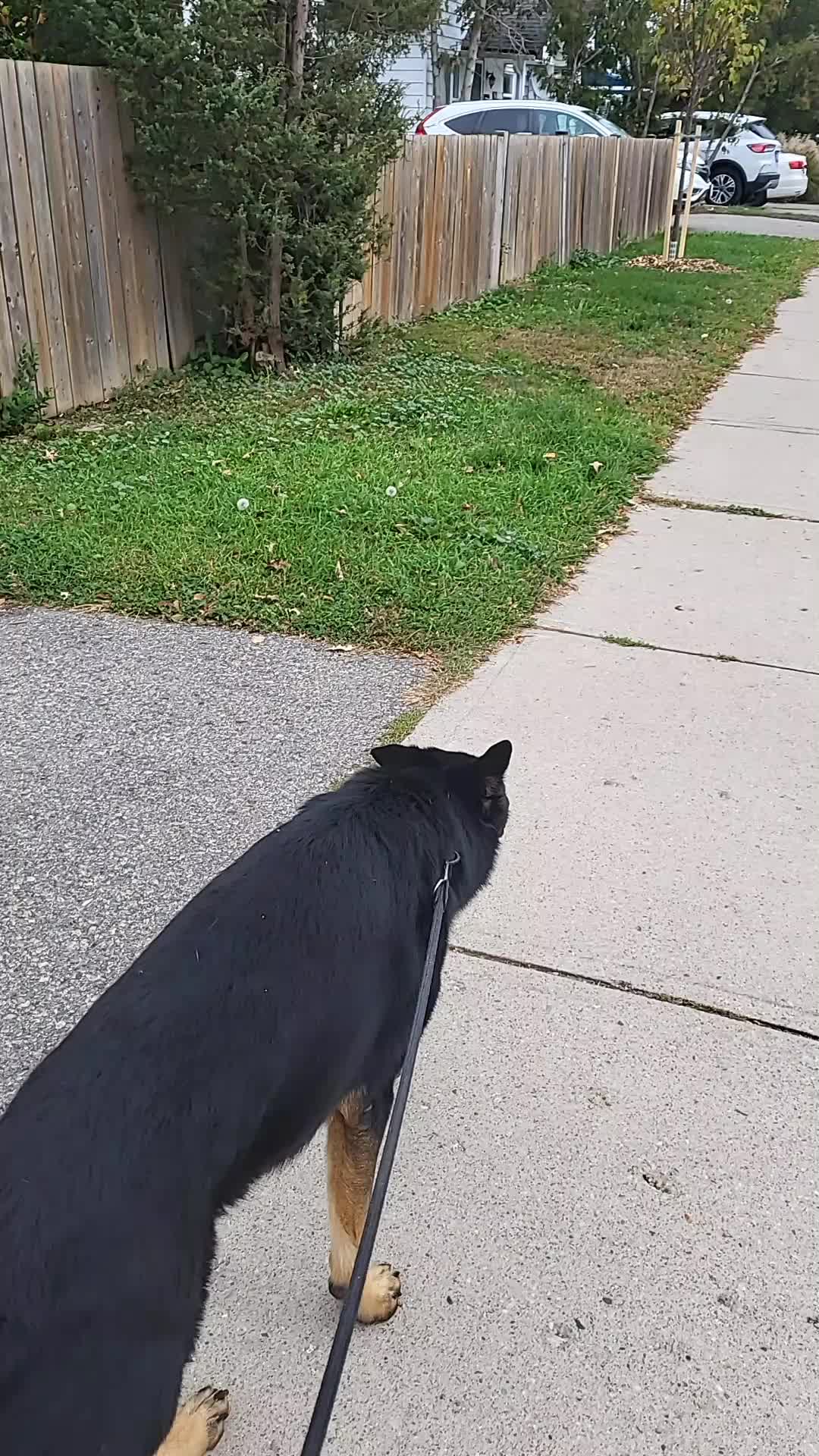 @WestEndDogWalking🐕🚶♀️
