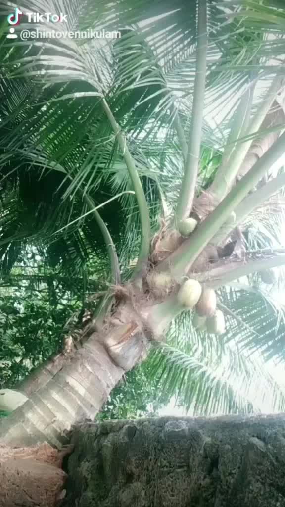 @shinto vennikulam