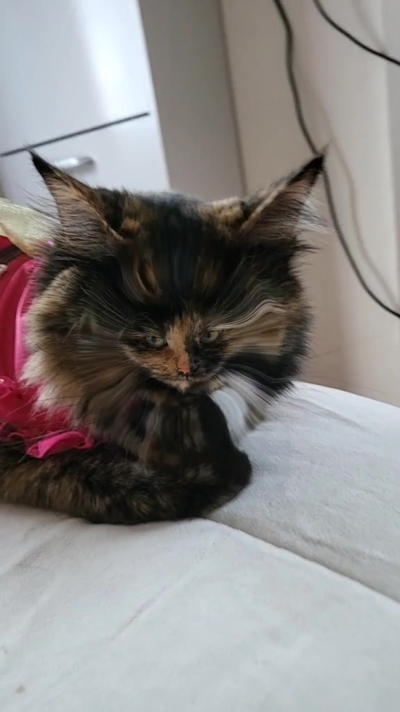 @Trini Cat