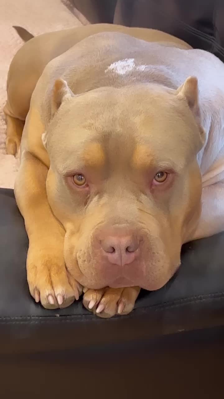 @Loco_bully_squad
