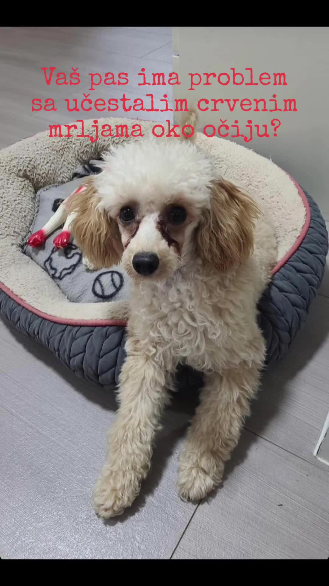 @Petvet