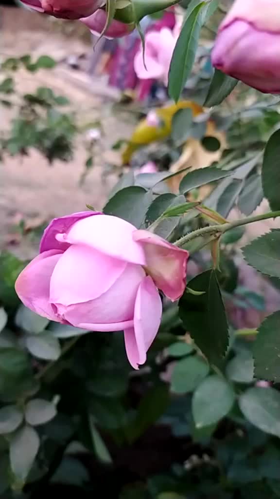 @yogesh__